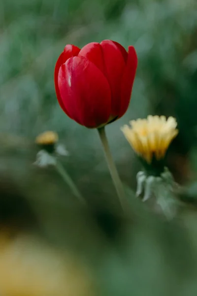 Kleurrijke tulpen bloeien in het voorjaar. Mooie bloemen achtergrond — Stockfoto