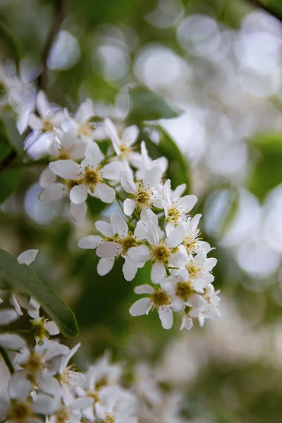 Bird Cherry Tree in Blossom.Close-up of a Flowering Prunus Avium Tree — стокове фото