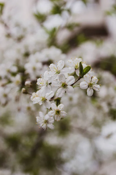 Blommande äppelträd i trädgården på en vårdag med suddig bakgrund. — Stockfoto