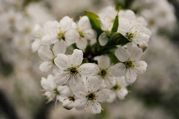 Pommier en fleurs dans le jardin un jour de printemps avec un fond flou. — Photo