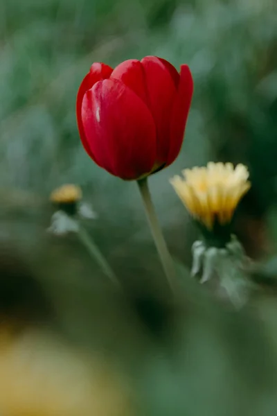 Les tulipes colorées fleurissent au printemps. Beau fond floral — Photo