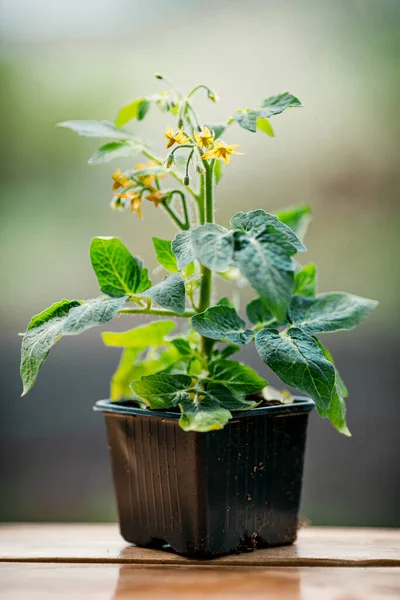 tomatoes growing in a flower pot, long flower pot with tomato plants