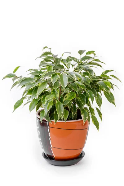 Jong Ficus Pot Geïsoleerd Wit — Stockfoto