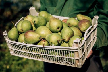 Erkeklerin elinde taze armutlar. Bir kutuda sulu kokulu armutlar, sepet. Armut koleksiyonu.