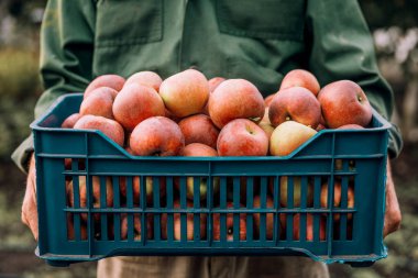 Plastik bir kutuda taze elma toplayan çiftçi. Tarım ve bahçıvanlık kavramı.