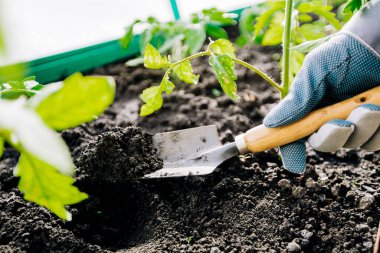 Çiftçinin eli toprağı gevşetmek için küçük bir bahçe spatulası kullanır.