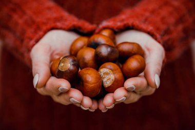 Bir avuç taze koparılmış kestane bir kadının ellerinde..