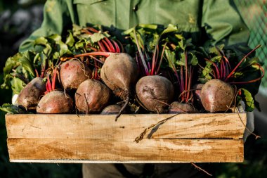 Erkek çiftçi yeni toplanmış pancarlarla dolu tahta bir sandık tutuyor..