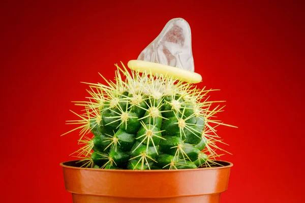 Cactus Con Condón Concepto Relaciones Sexuales Inseguras —  Fotos de Stock