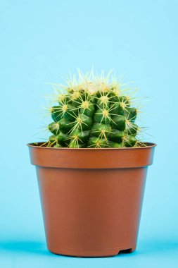 Mavi arka planda küçük yeşil bir kaktüs. Minimalist kompozisyon.