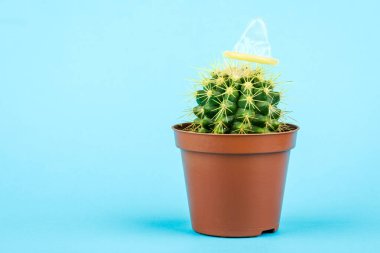 Mavi arka planda prezervatifli kaktüs..
