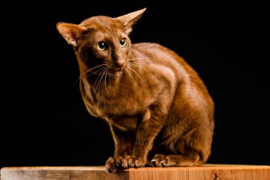 Doğulu bir kedi, kısa saçlı bir evcil hayvan..