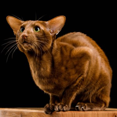 Doğulu bir kedi, kısa saçlı bir evcil hayvan..