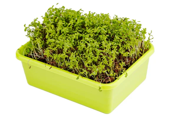 Micro Groene Spruiten Groeien Een Dienblad Keuken — Stockfoto