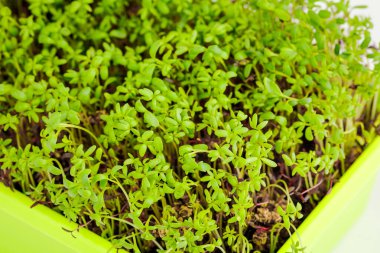 Mikro yeşil lahanalar mutfakta bir tepside yetişir.
