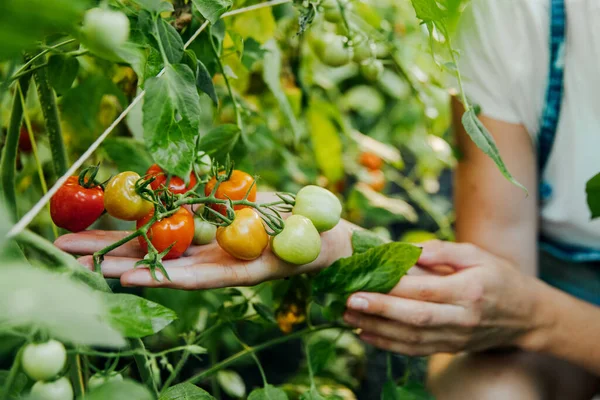 Seorang Petani Menyimpan Tomat Segar Makanan Sayuran Pertanian — Stok Foto