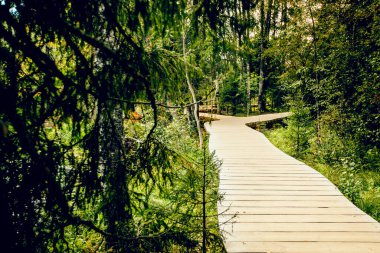 Yoğun ormanda ahşap bir kaldırım kullanarak karar verme ya da seçme kavramı