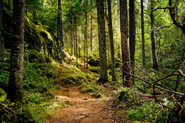 Sabah sisinin altındaki görkemli yeşil yaprak döken ormanda bir patika. Yakın planda antik ağaçların siluetleri. Atmosferik muhteşem yaz manzarası.