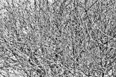 Dalları olan bir ağacın tacı. Donuyorum. Kış ve sonbahar kavramı.