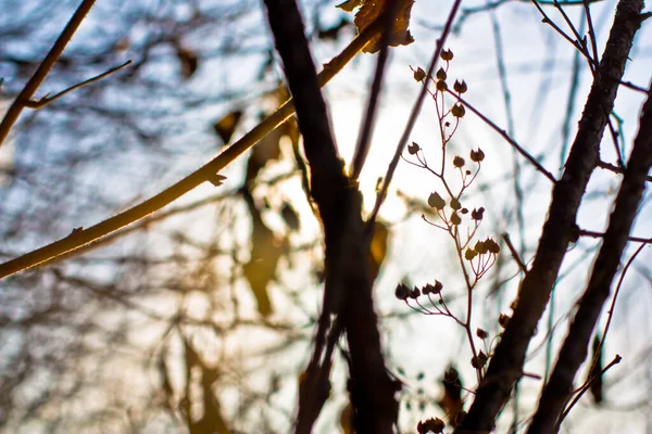 Verwelkte Blätter Der Pflanze Einfrieren Herbstkonzept — Stockfoto