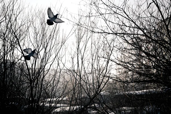 Uccelli Che Volano Sulle Cime Degli Alberi Concetto Libertà Volo — Foto Stock