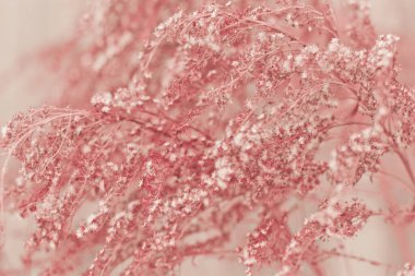 Kurumuş çiçeklerin güzelliği. Solan doğa kavramı..