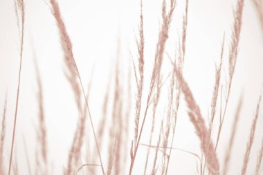 Kurumuş çiçeklerin güzelliği. Açık alanda dikenler.