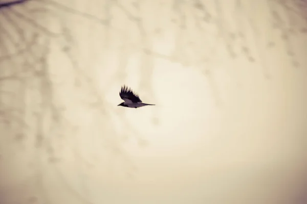 Uccello Volo Sullo Sfondo Cielo Cupo — Foto Stock