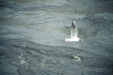 Derin dalgaların üzerinde uçan güzel beyaz martı. Güzel bir kuş..