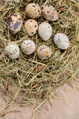 Zátiší. Křepelčí vejce zdobená v suchých bylinkách na texturovaném pozadí. Rustikální.