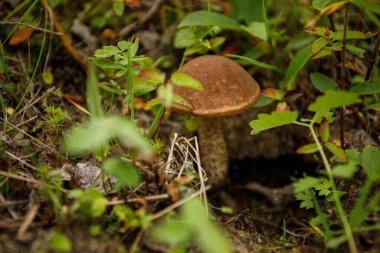 Doğal ortamında yenilebilir bir mantar. Ormanda bir mantar, orman bitkileriyle çevrili..