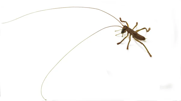 Cricket insect with long feelers — Stock Photo, Image