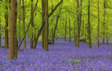 BlueBell 'lerle dolu İngiliz ormanı (Hyacinthoides)