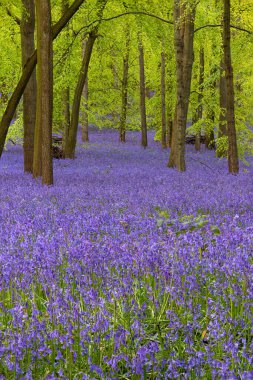 BlueBell 'lerle dolu İngiliz ormanı (Hyacinthoides)