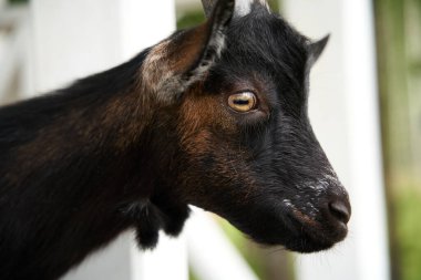 Köy evinin verandasında küçük bir keçi
