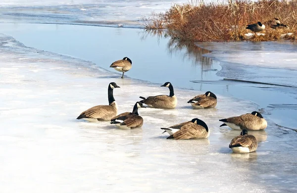 Flock Kanadensiska Gäss Vilar Snö Och Täckt Marsh Början Våren — Stockfoto