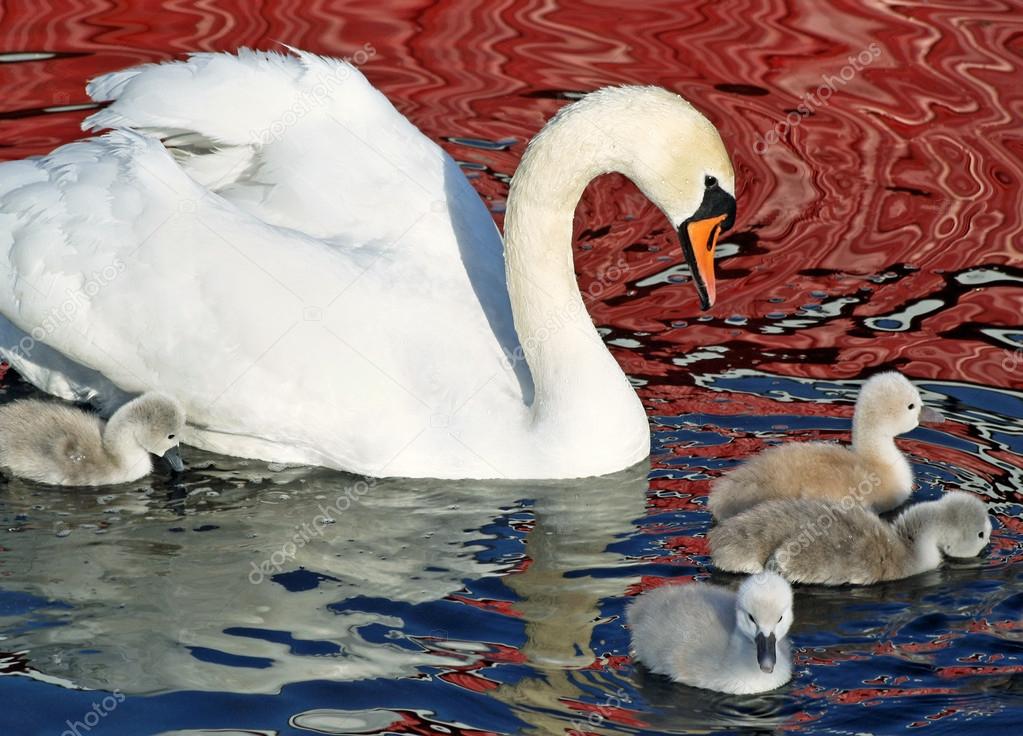 Mother Swan And Her Young