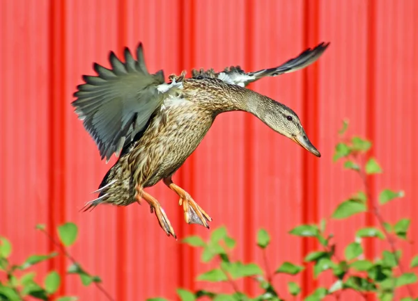 Pato de Mallard — Foto de Stock