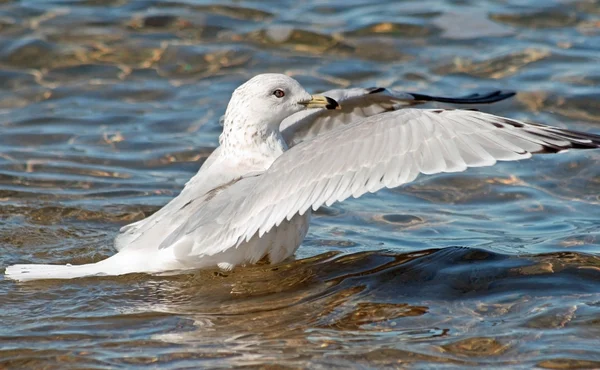 Alas de gaviota — Foto de Stock