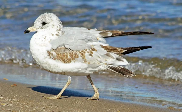 Mewa na plaży — Zdjęcie stockowe