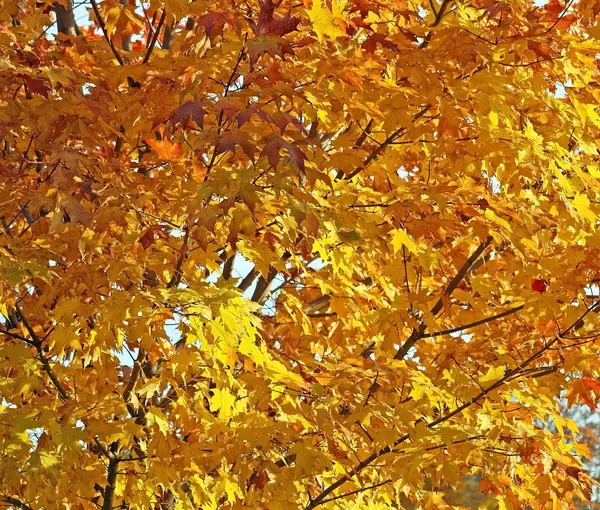 As cores do outono — Fotografia de Stock