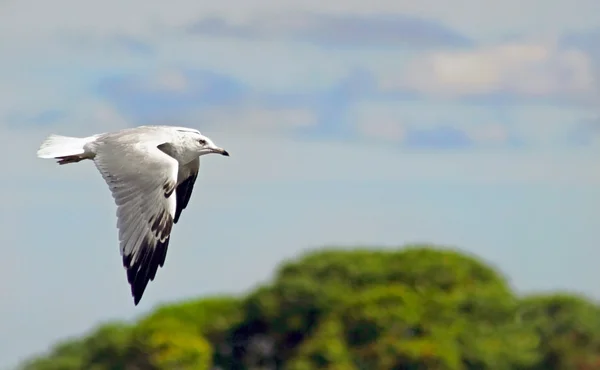 Seagull In Flight — Stock Photo, Image