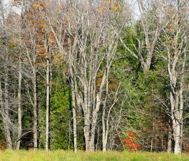 Yaprakları sonbahar mevsiminde kaybetmiş uzun çorak ağaçlar