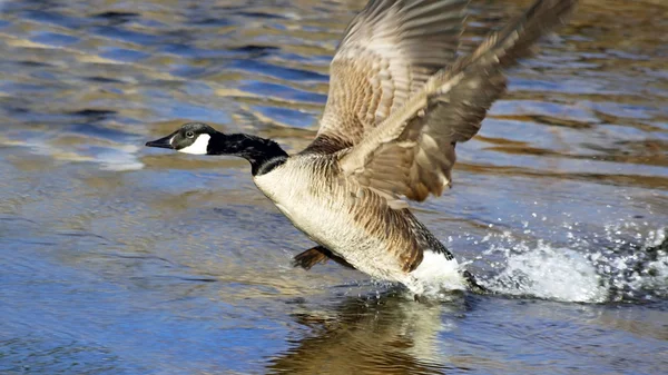 Canada Goose Taking To Flight — Stock Photo, Image
