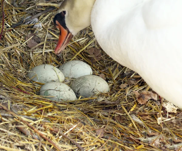 Cisne mudo com ovos não eclodidos — Fotografia de Stock