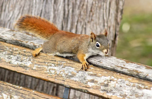 Lo scoiattolo rosso — Foto Stock