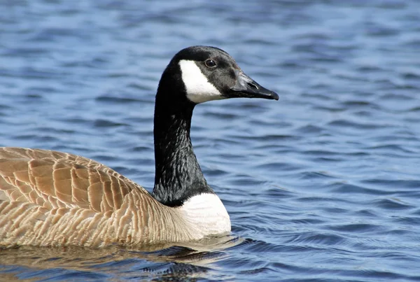 The Canada Goose — Stock Photo, Image