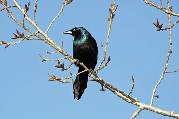 Cuervo descansando sobre una rama de árbol con el cielo azul en el fondo —  Fotos de Stock