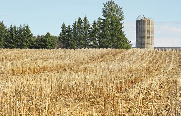 Abgeerntetes Maisfeld mit Silo im Hintergrund — Stockfoto