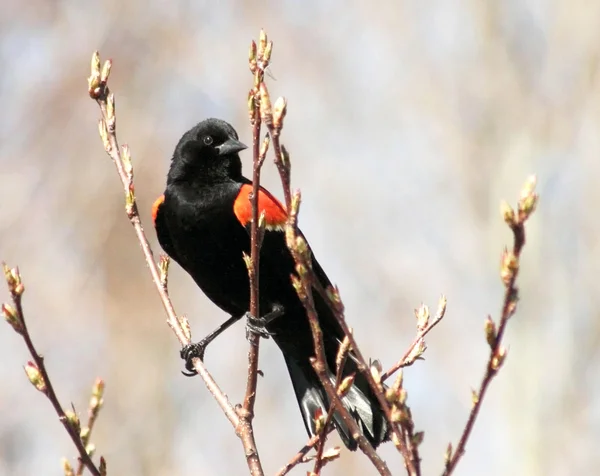 Червоний крилатий Blackbird відпочиваючи на гілці дерева Стокова Картинка